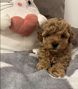 Maltipoo Maltipoo (2 foto / 10)