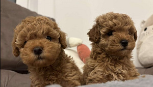 Maltipoo Maltipoo (7 foto / 10)