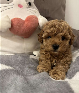 Maltipoo Maltipoo (8 foto / 10)