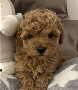 Maltipoo Maltipoo (9 foto / 10)
