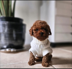 Maltipoo Мальтипу (1 фото из 10)
