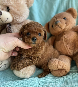 Maltipoo Мальтипу (6 фото из 10)