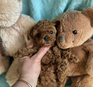 Maltipoo Мальтипу (7 фото из 10)