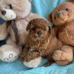 Maltipoo Мальтипу (8 фото из 10)