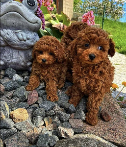 Maltipoo Мальтипу (1 фото из 10)