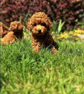 Maltipoo Мальтипу (5 фото из 10)