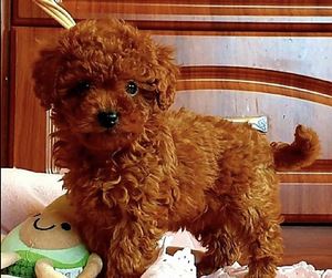 Maltipoo Мальтипу (9 фото из 10)