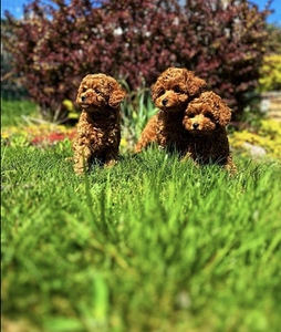 Maltipoo Мальтипу (2 фото из 8)