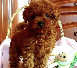 Maltipoo Мальтипу (6 фото из 8)