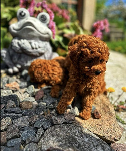 Maltipoo Мальтипу (8 фото из 8)