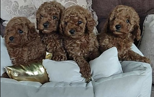 Maltipoo Maltipoo (1 foto / 10)