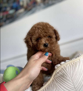 Maltipoo Maltipoo (7 foto / 10)