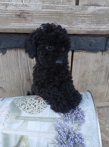 Мальтипу Maltipoo (3 фото из 5)