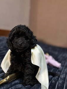 Мальтипу Maltipoo (4 фото из 5)