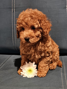 Maltipoo Maltipuu (5 foto / 8)