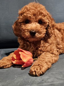 Maltipoo Maltipuu (7 foto / 8)