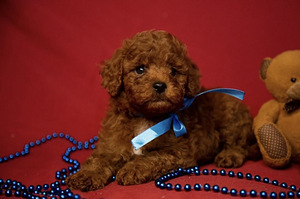Maltipoo Maltipuu