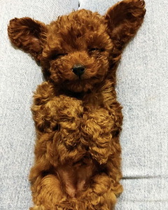 Maltipoo Maltipuu (3 foto / 8)