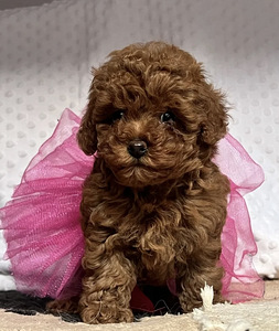Maltipoo Maltipuu (4 foto / 8)
