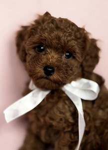 Maltipoo Мальтипу (2 фото из 5)