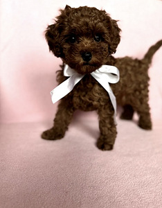 Maltipoo Мальтипу (4 фото из 5)