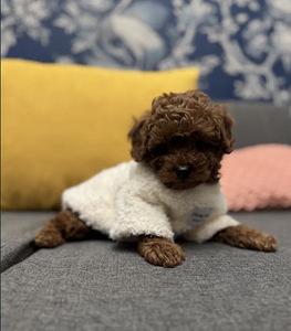 Maltipoo Мальтипу (6 фото из 10)