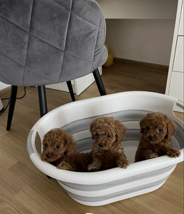 Maltipoo Мальтипу (7 фото из 10)