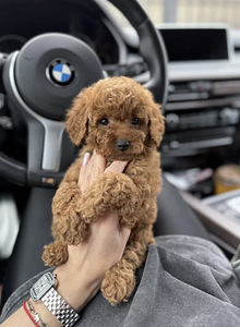 Maltipoo Мальтипу (10 фото из 10)