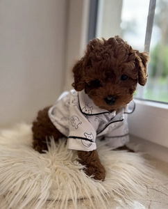 Maltipoo
