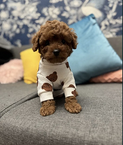 Maltipoo Maltipu (6 foto / 8)