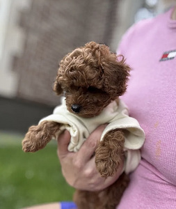 Maltipoo Maltipu (3 foto / 8)