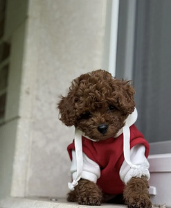 Maltipoo Maltipu (7 foto / 8)