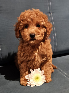 Maltipoo Maltipoo