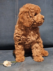 Maltipoo Мальтипу (4 фото из 7)