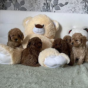 Мальтипу Maltipoo (1 фото из 10)