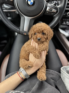 Мальтипу Maltipoo (4 фото из 10)