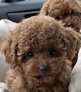 Мальтипу Maltipoo (6 фото из 10)
