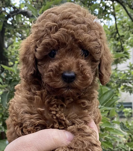 Мальтипу Maltipoo (7 фото из 10)