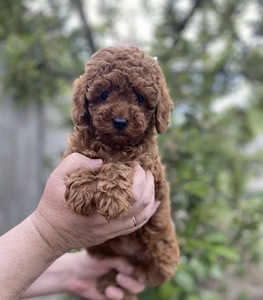 Той пудель Toy poodel (7 фото из 10)