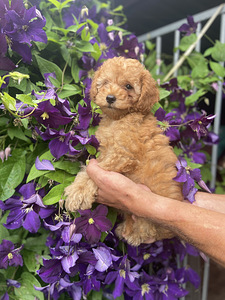 Toy poodle toy puudel (6 foto / 10)
