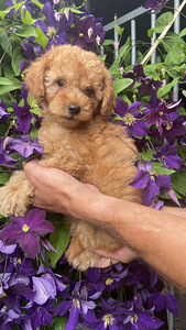Toy poodle toy puudel (7 foto / 10)