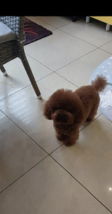 Toy puudel (6 foto / 10)