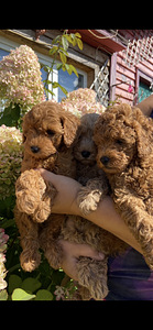 Toy poodel (1 foto / 8)