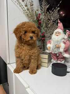 Toy poodel (9 foto / 10)