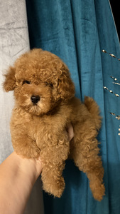 Toy poodel (10 foto / 10)