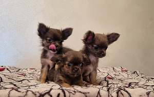 Müüa Chihuahua kutsikad (1 foto / 8)