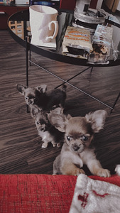 Müüa Chihuahua kutsikad (6 foto / 8)