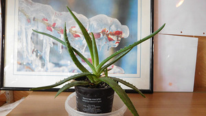 Aaloe Vera, Reo (1 foto / 2)