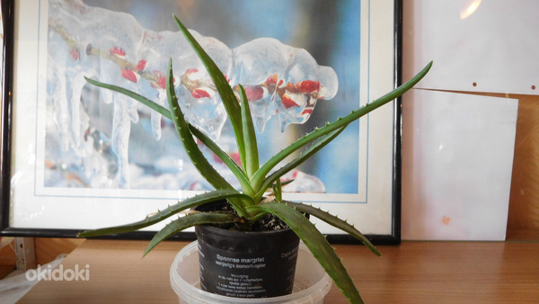 Aaloe Vera, Reo
