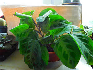 Valgeveeniline maranta (1 foto / 2)